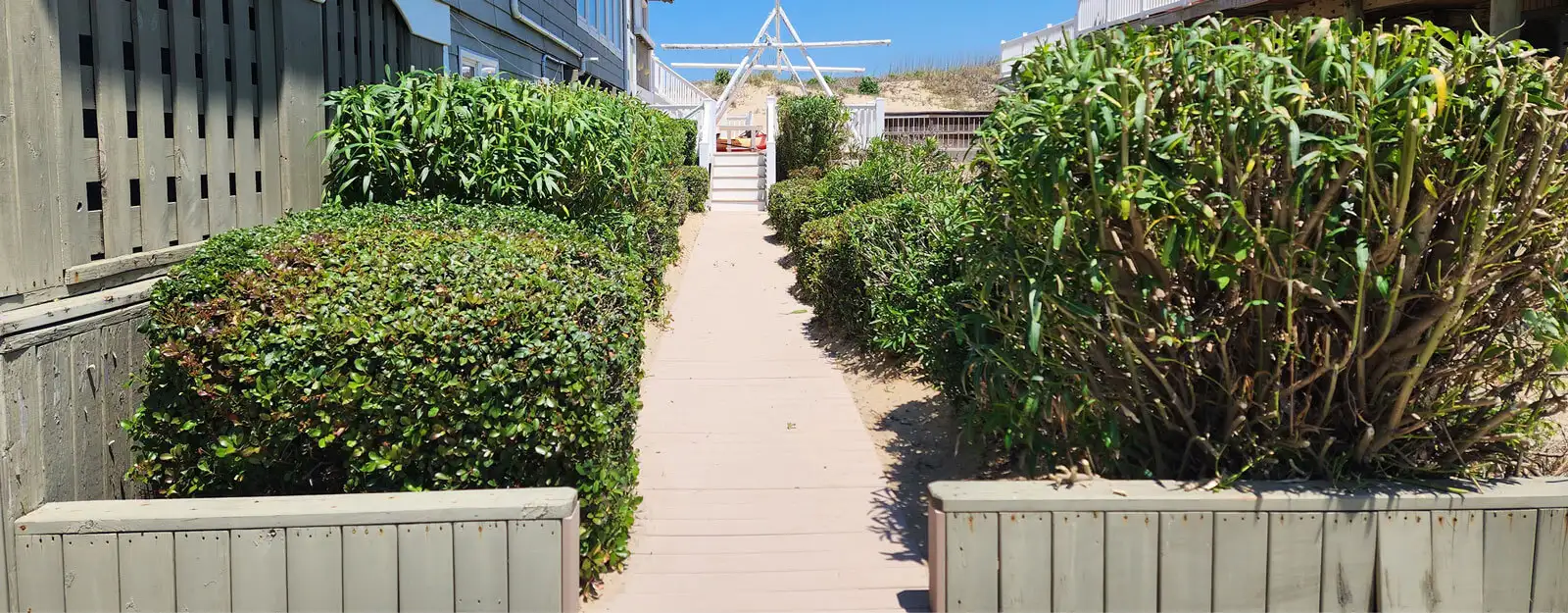 Trimmed hedges along a residential walkway