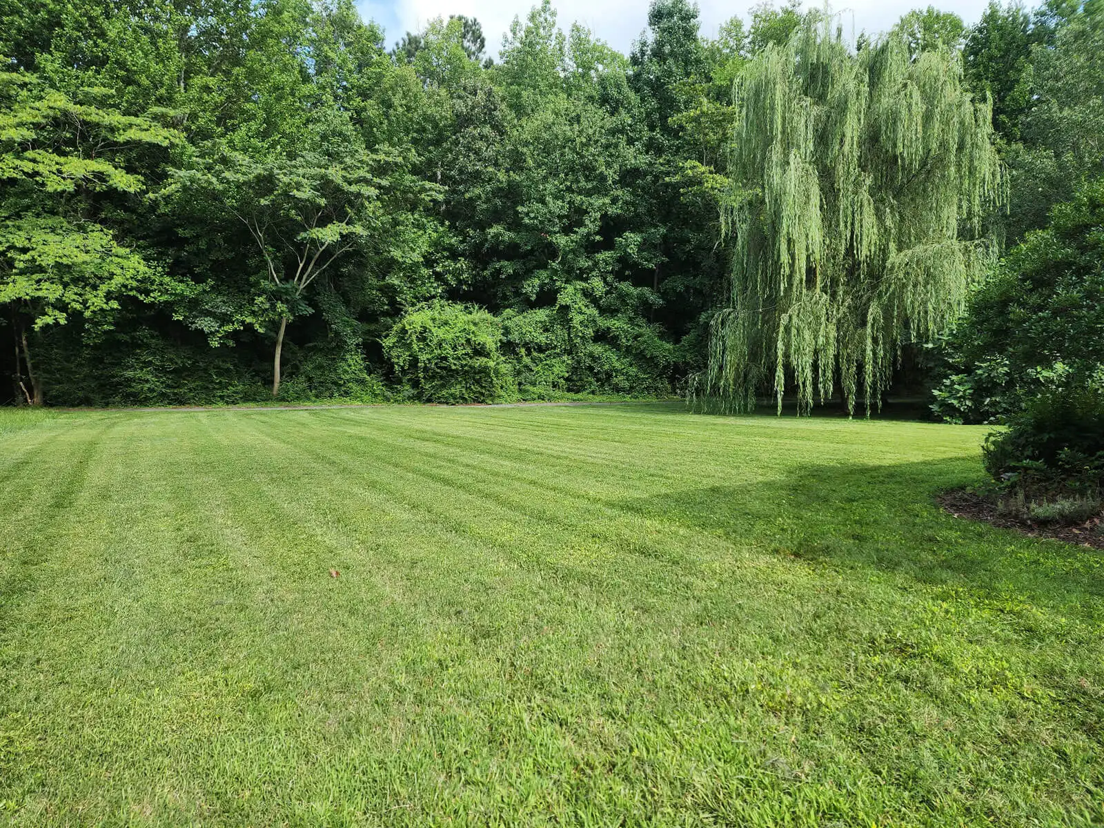 Freshly mowed backyard lawn bordered by mature trees